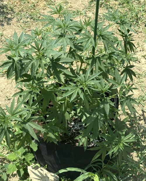 OG KUSH-Barneys Farm-Season 2026. Week 8