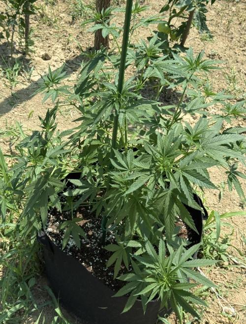 OG KUSH-Barneys Farm-Season 2026. Week 8