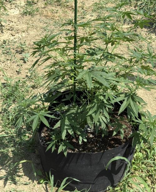 OG KUSH-Barneys Farm-Season 2026. Week 8