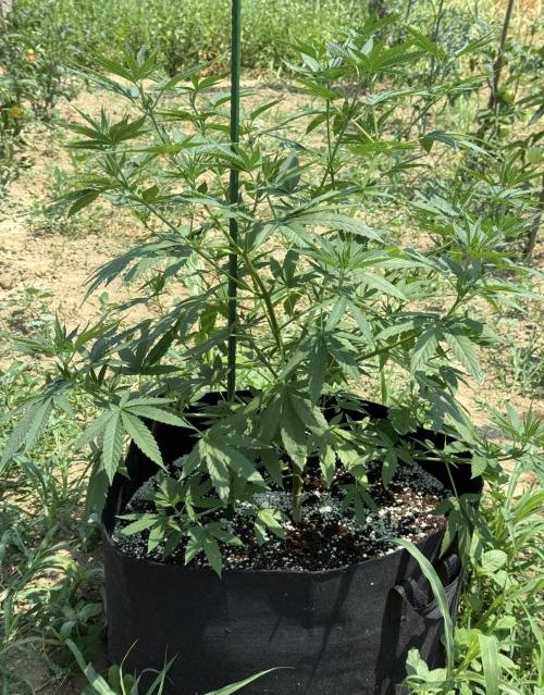 OG KUSH-Barneys Farm-Season 2026. Week 9