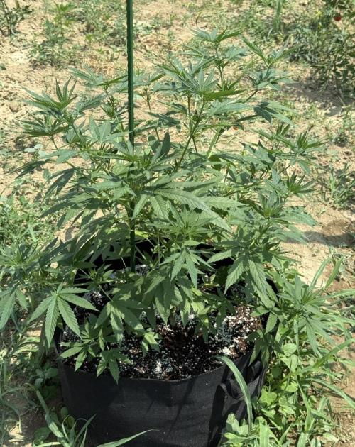OG KUSH-Barneys Farm-Season 2026. Week 9