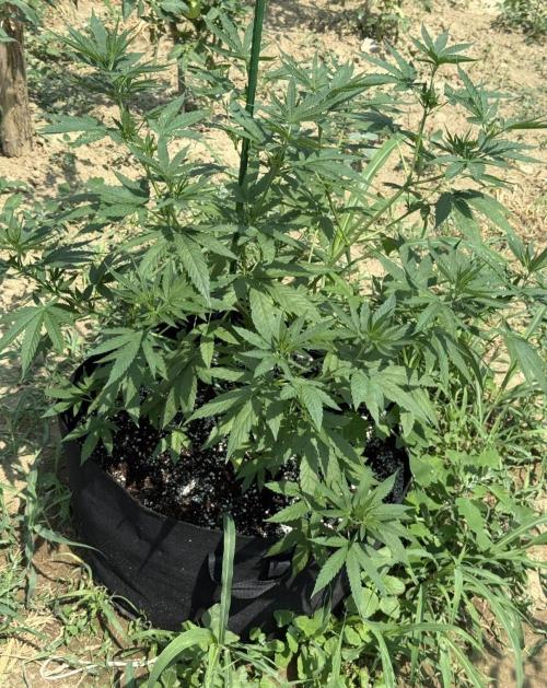 OG KUSH-Barneys Farm-Season 2026. Week 9