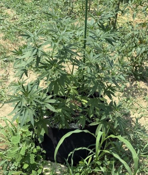 OG KUSH-Barneys Farm-Season 2026. Week 9