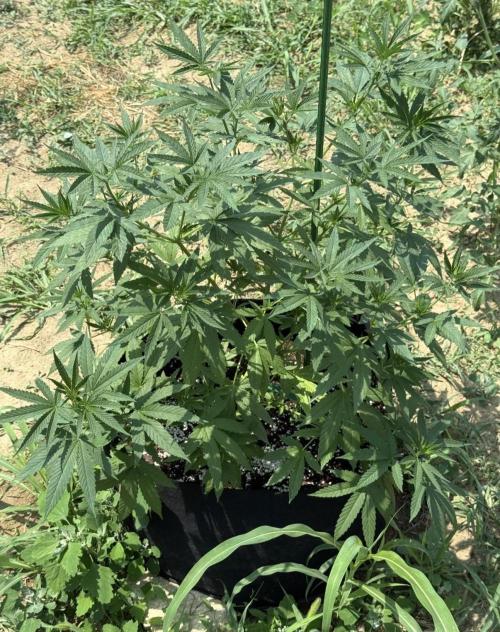 OG KUSH-Barneys Farm-Season 2026. Week 9