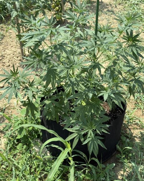 OG KUSH-Barneys Farm-Season 2026. Week 9