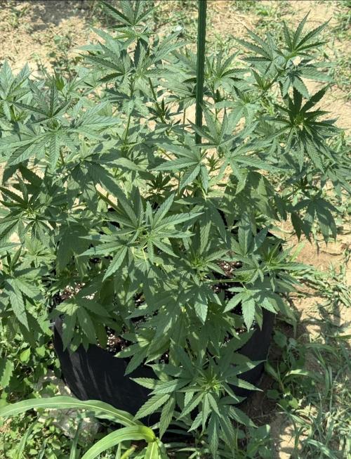 OG Kush. Week 9
