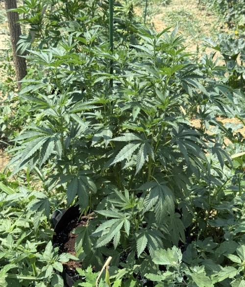 Season 2026# GSC# Barney’s Farm. Week 10