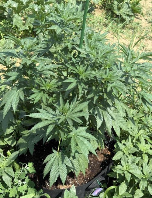 Girl Scout Cookies. Week 10