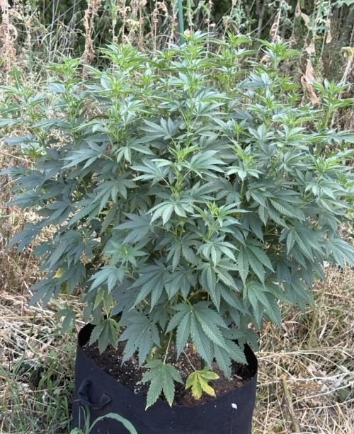 Season 2026# GSC# Barney’s Farm. Week 14