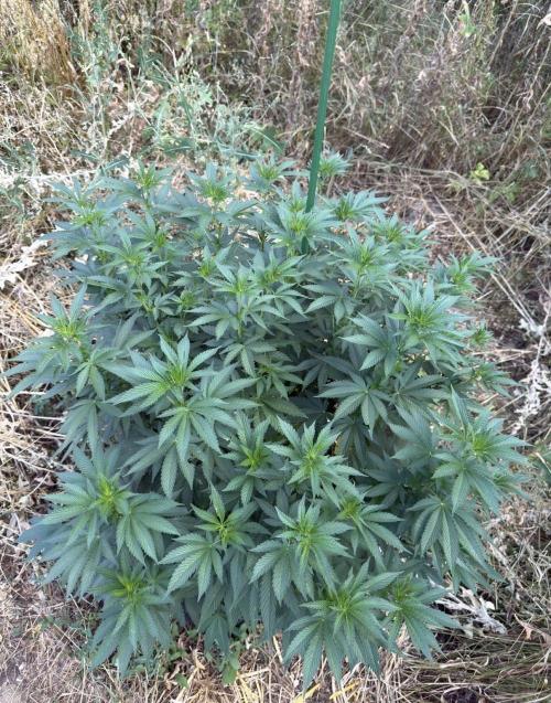 Girl Scout Cookies. Week 14