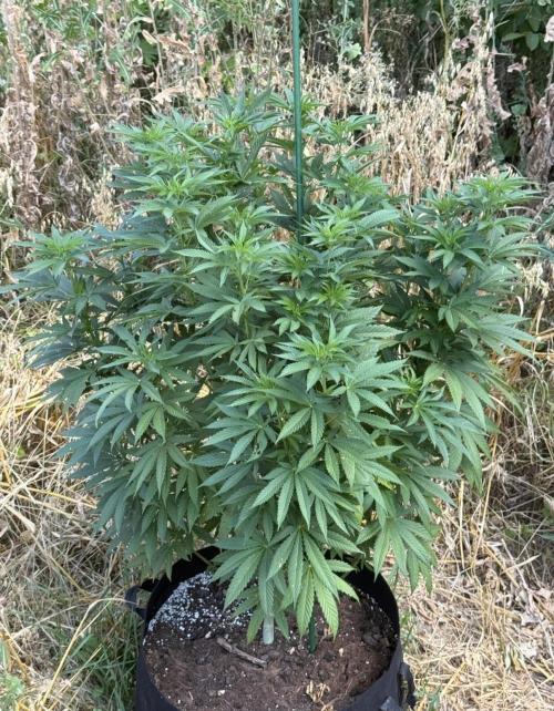 Season 2026# Dos Si Dos 33# Barneys Farm. Week 14