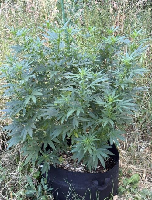 OG KUSH-Barneys Farm-Season 2026. Week 13