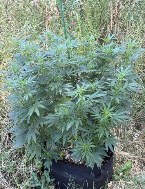 OG KUSH-Barneys Farm-Season 2026. Week 13