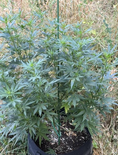 OG KUSH-Barneys Farm-Season 2026. Week 13