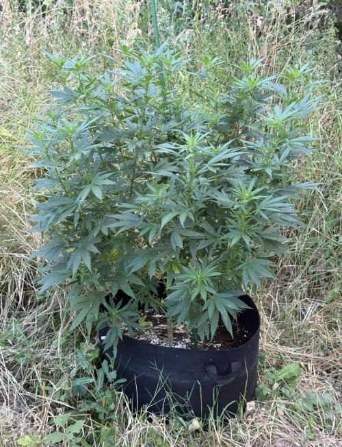 OG KUSH-Barneys Farm-Season 2026. Week 13