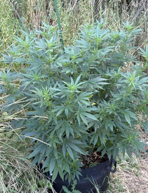 OG Kush. Week 13