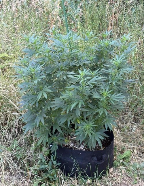 OG KUSH-Barneys Farm-Season 2026. Week 13