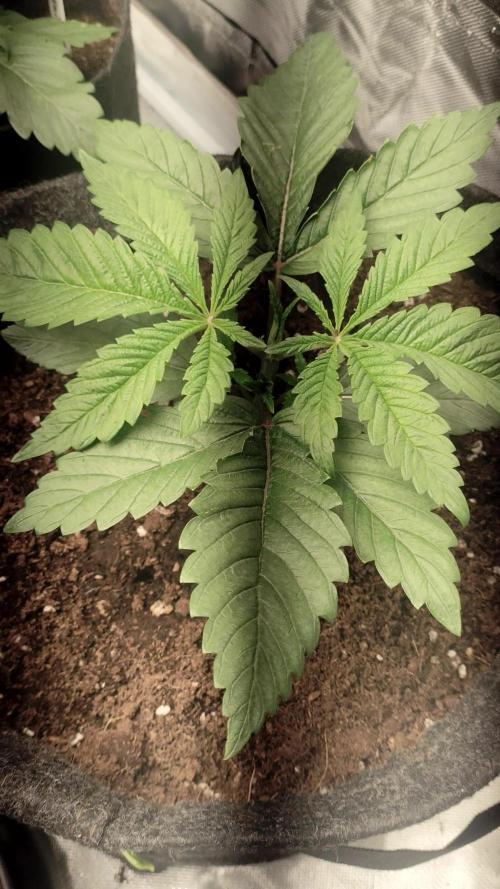 Apple Fritter Garden