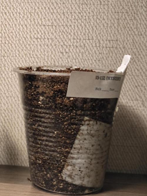 RS11 Outdoor WA 2026. Week 0 - RS11
4/3/26
Germination