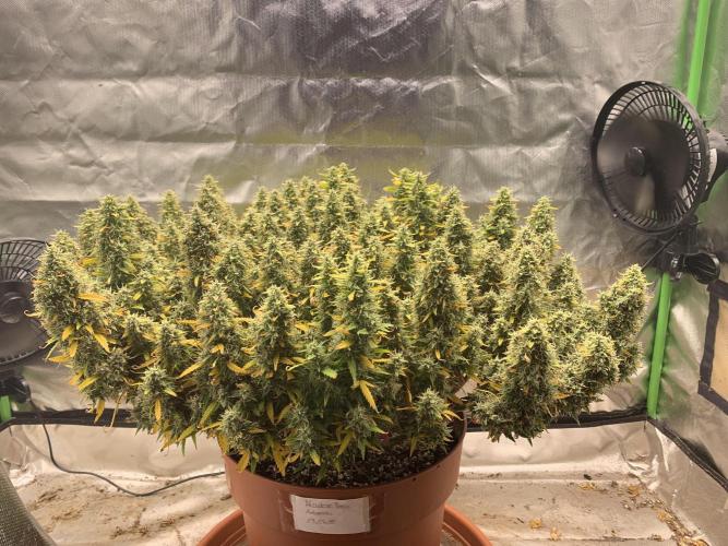 Alaskan Purple Automatic  24/7. Week 17