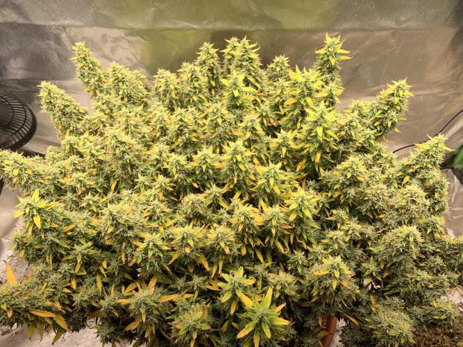 Alaskan Purple Automatic  24/7. Week 17