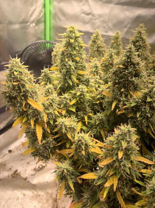 Alaskan Purple Automatic  24/7. Week 17