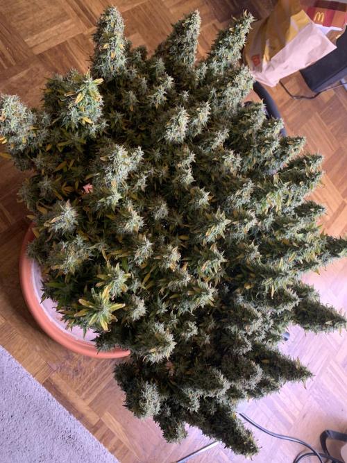 Alaskan Purple Automatic  24/7. Week 17