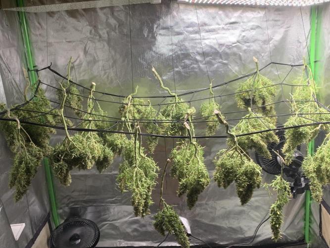 Alaskan Purple Automatic  24/7. Week 18