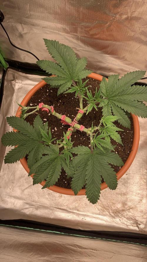 Amnesiac. Week 6