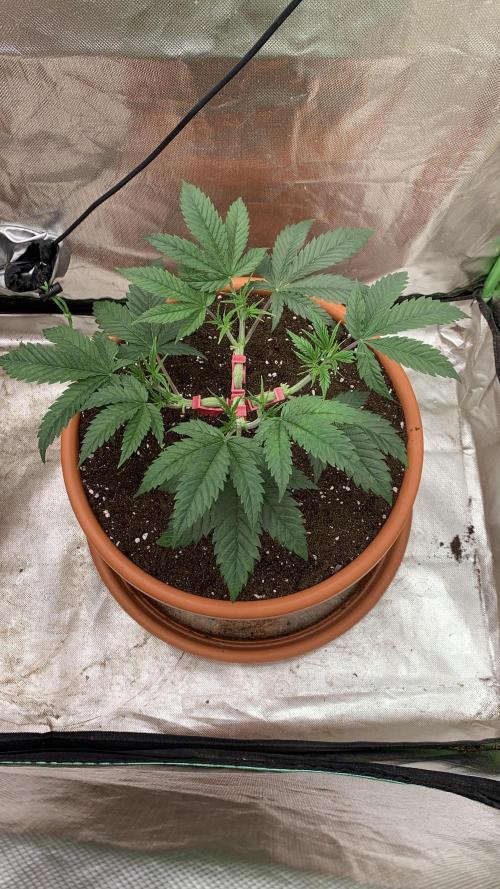 Amnesiac. Week 6