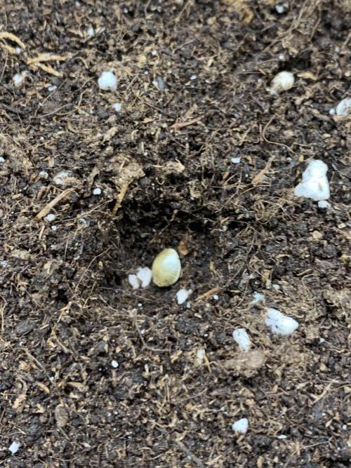 Jelly Donutz. Week 0 - Phäno#1