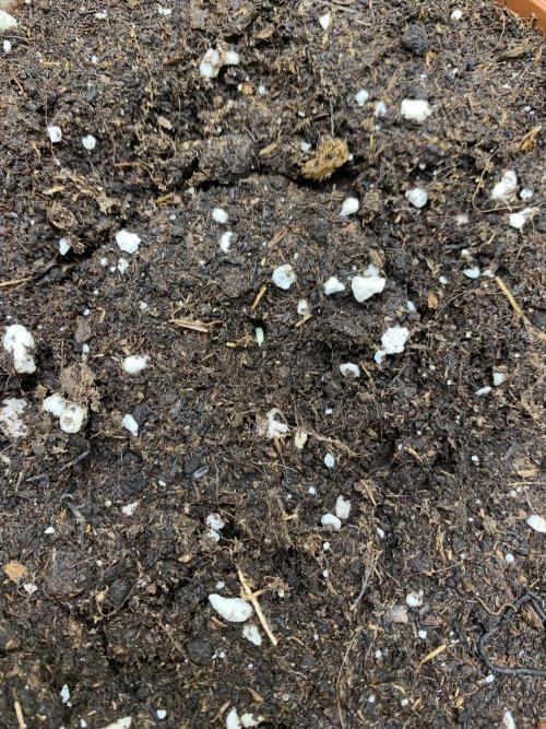 Jelly Donutz. Week 0 - Phäno#1