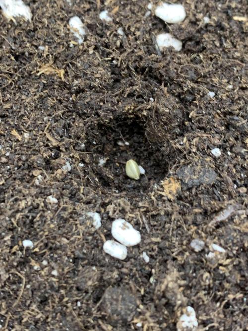 Jelly Donutz. Week 0 - Phäno#2