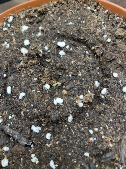 Jelly Donutz. Week 0 - Phäno#2