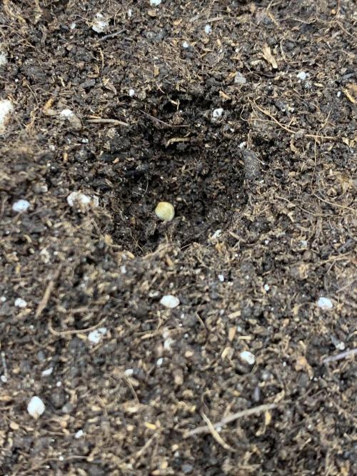 Jelly Donutz. Week 0 - Phäno#3