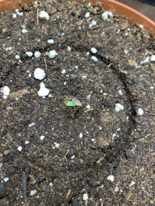 Jelly Donutz. Week 0 - Phäno#3