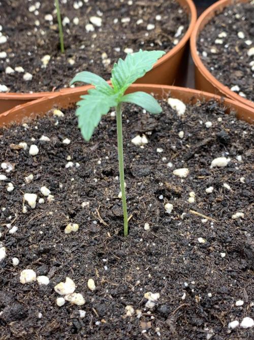 Jelly Donutz 3 Seeds Selection. Week 1 - Phäno#1