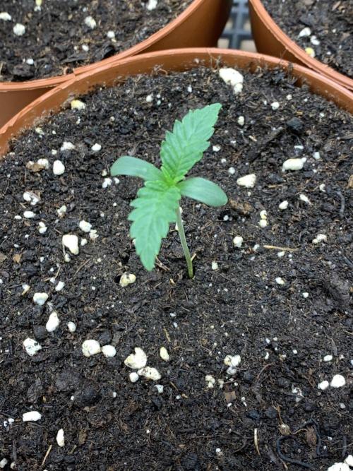 Jelly Donutz 3 Seeds Selection. Week 1 - Phäno#1