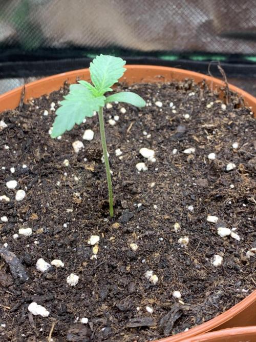 Jelly Donutz 3 Seeds Selection. Week 1 - Phäno#2