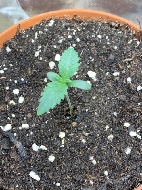 Jelly Donutz 3 Seeds Selection. Week 1 - Phäno#2