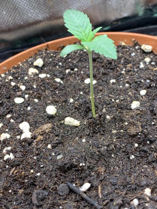 Jelly Donutz 3 Seeds Selection. Week 1 - Phäno#3