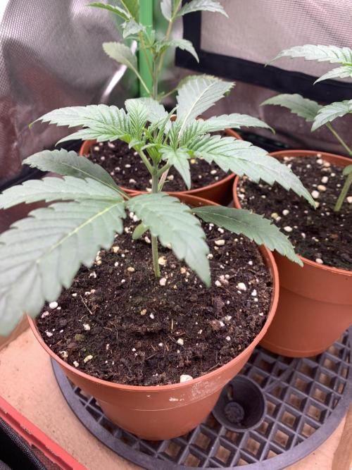 Jelly Donutz 3 Seeds Selection. Week 2 - Pheno#1