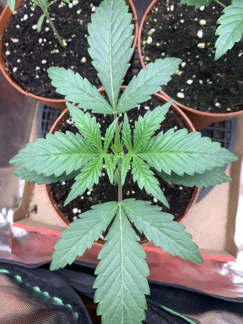 Jelly Donutz 3 Seeds Selection. Week 2 - Pheno#1