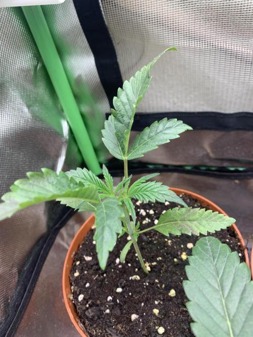 Jelly Donutz 3 Seeds Selection. Week 2 - Pheno#2