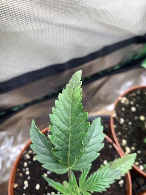 Jelly Donutz 3 Seeds Selection. Week 2 - Pheno#2