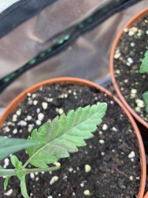 Jelly Donutz 3 Seeds Selection. Week 2 - Pheno#2