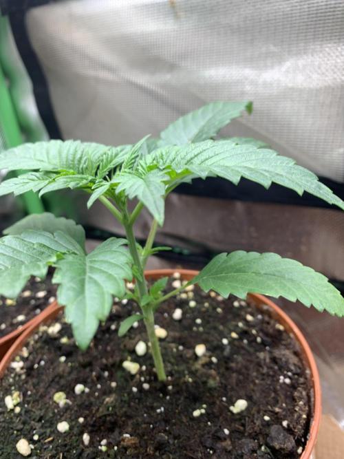 Jelly Donutz 3 Seeds Selection. Week 2 - Pheno#3