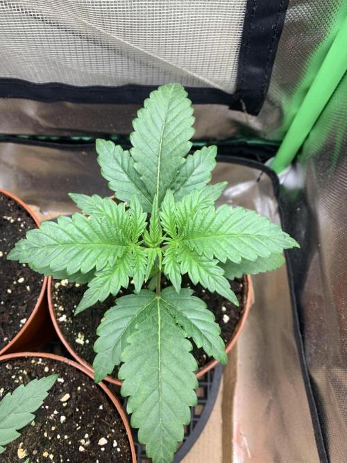 Jelly Donutz 3 Seeds Selection. Week 2 - Pheno#3