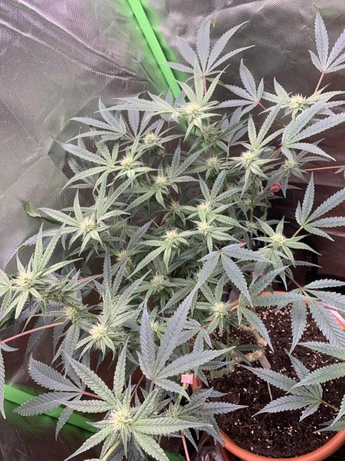 Jelly Donutz - Humboldt Seed Company. Week 4 - #1
