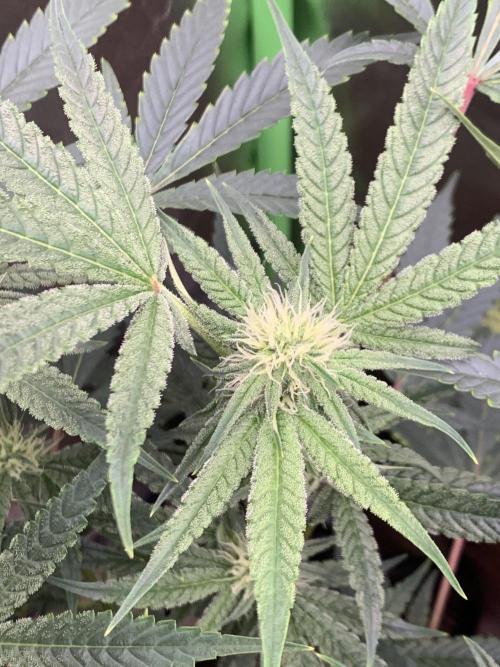 Jelly Donutz - Humboldt Seed Company. Week 4 - #1